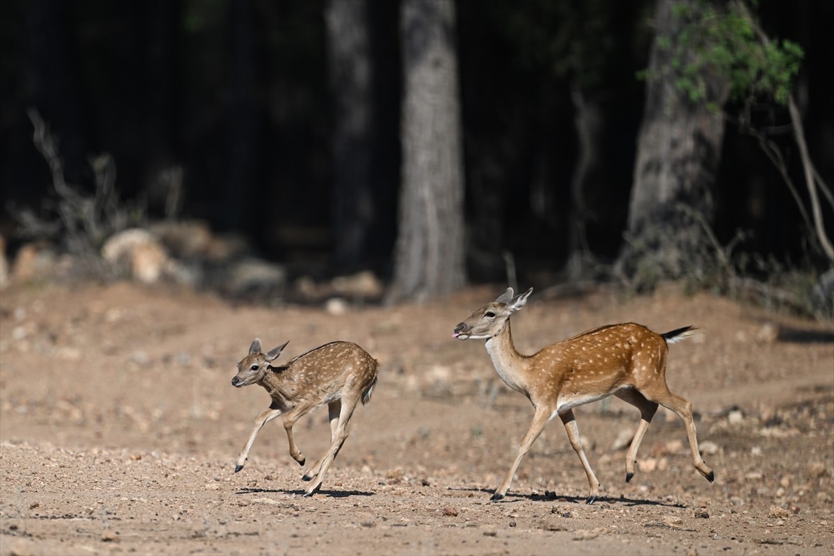 Doğa Koruma ve Milli Parklar Genel Müdürlüğü, alageyiklerin (dama dama) popülasyonunu artırmak...