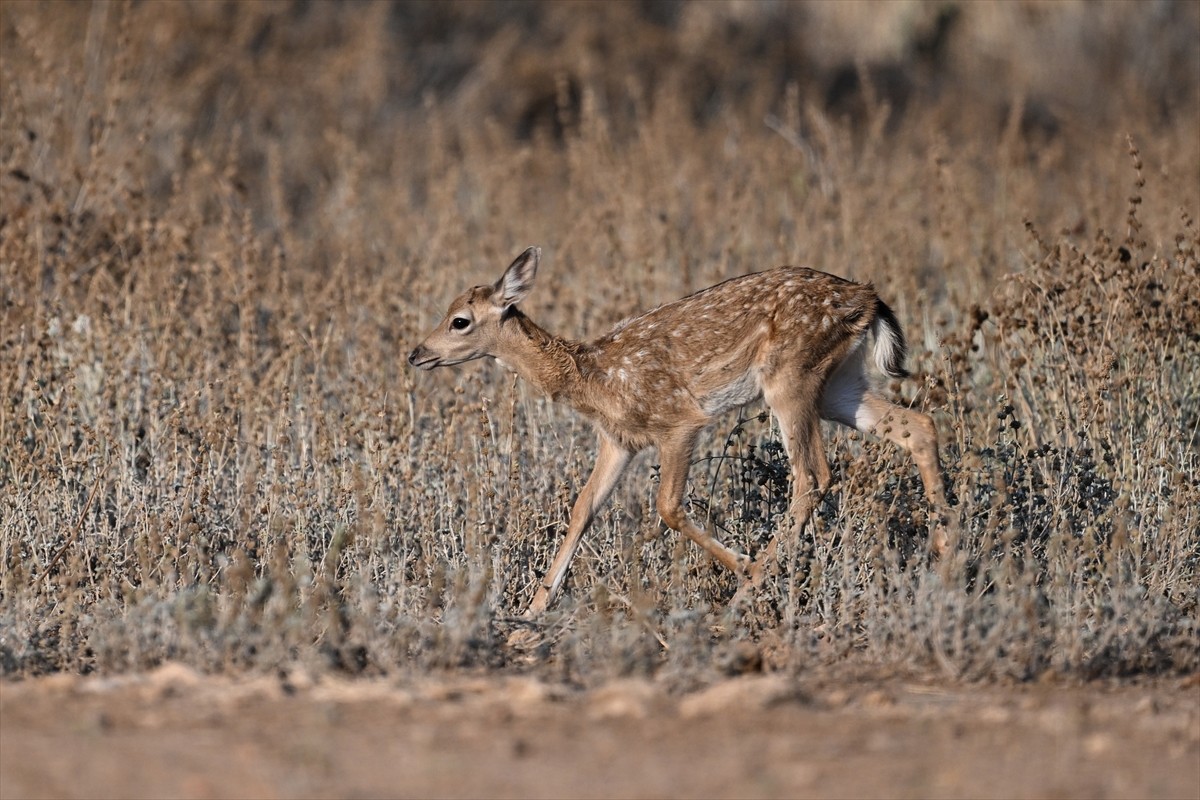 Doğa Koruma ve Milli Parklar Genel Müdürlüğü, alageyiklerin (dama dama) popülasyonunu artırmak...