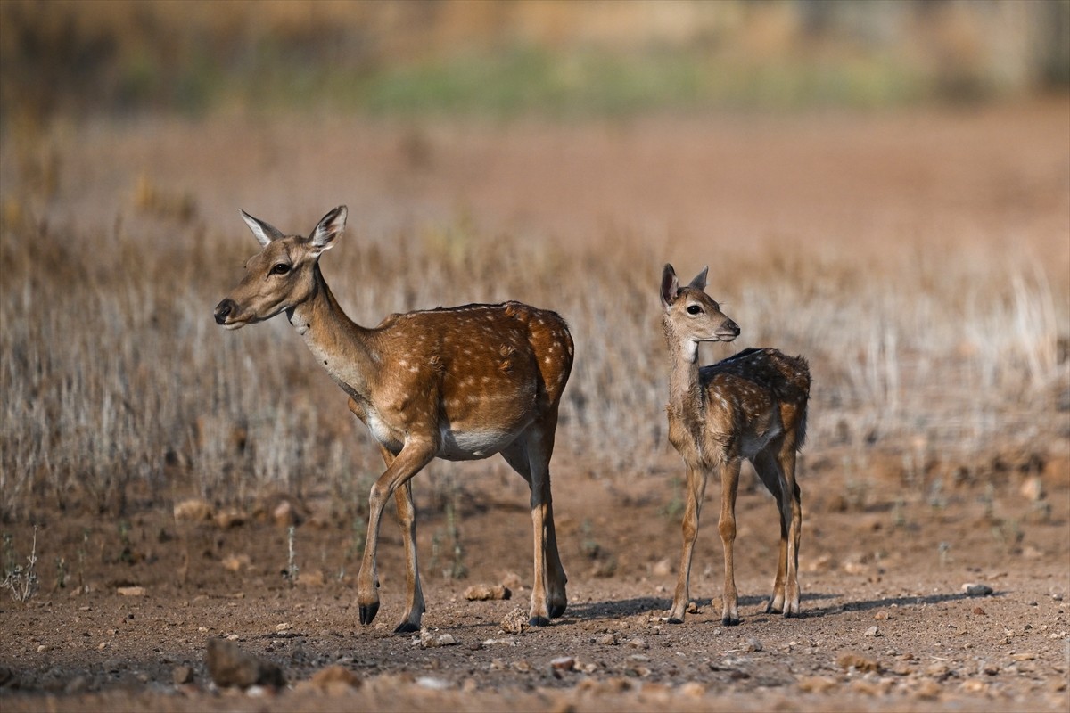 Doğa Koruma ve Milli Parklar Genel Müdürlüğü, alageyiklerin (dama dama) popülasyonunu artırmak...