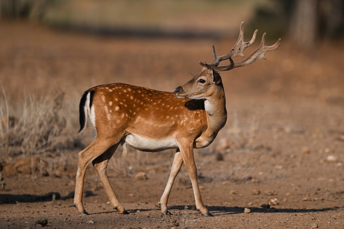Doğa Koruma ve Milli Parklar Genel Müdürlüğü, alageyiklerin (dama dama) popülasyonunu artırmak...