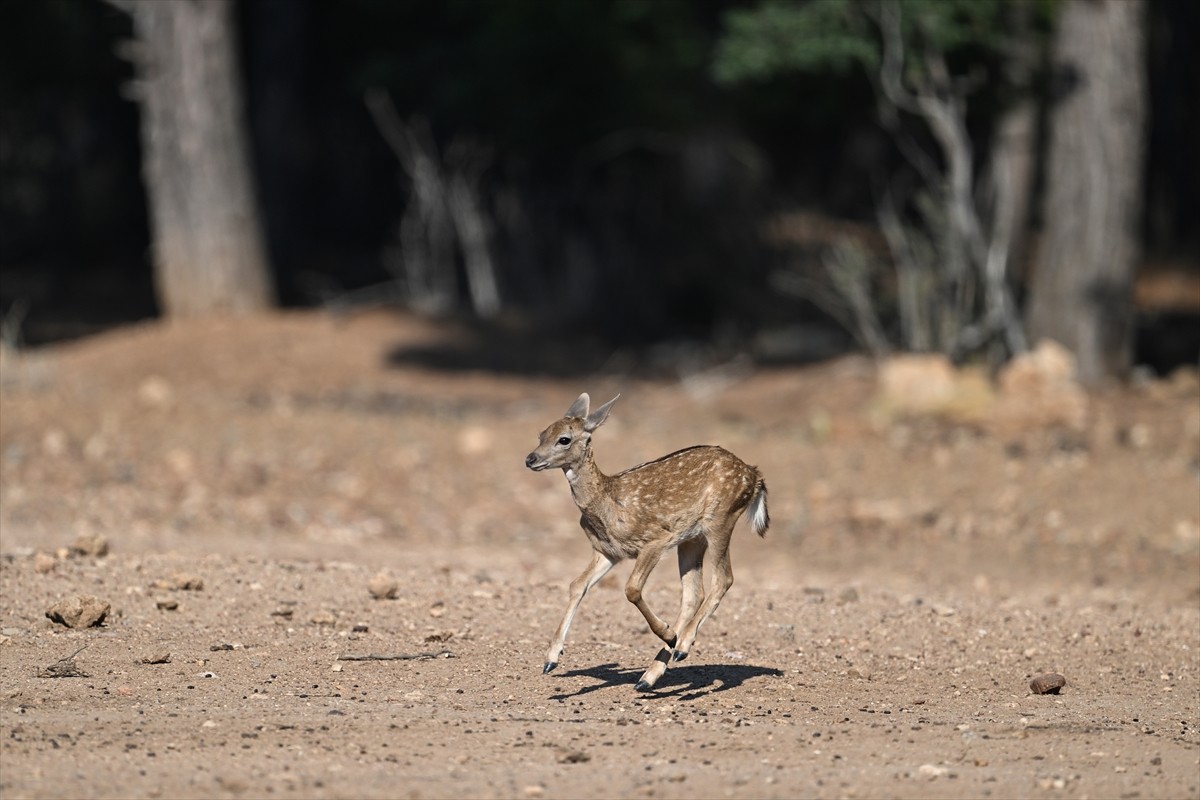 Doğa Koruma ve Milli Parklar Genel Müdürlüğü, alageyiklerin (dama dama) popülasyonunu artırmak...