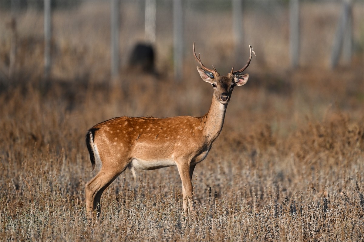 Doğa Koruma ve Milli Parklar Genel Müdürlüğü, alageyiklerin (dama dama) popülasyonunu artırmak...