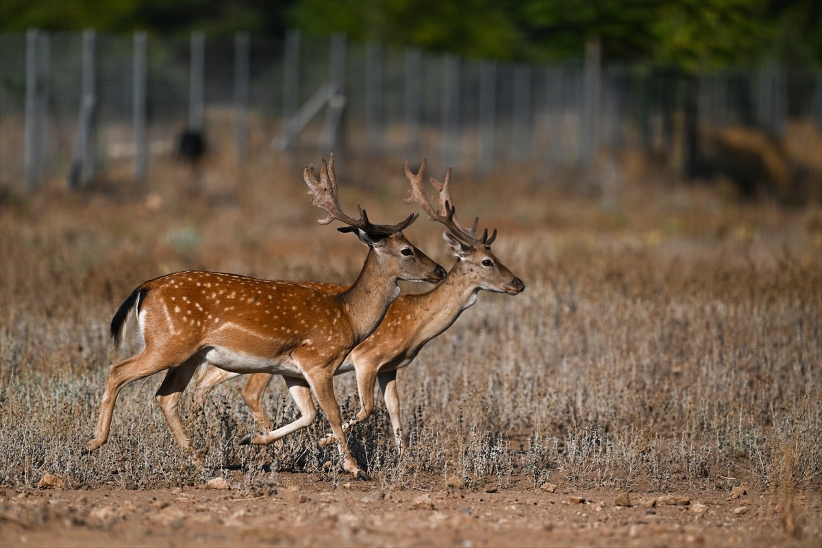 Doğa Koruma ve Milli Parklar Genel Müdürlüğü, alageyiklerin (dama dama) popülasyonunu artırmak...