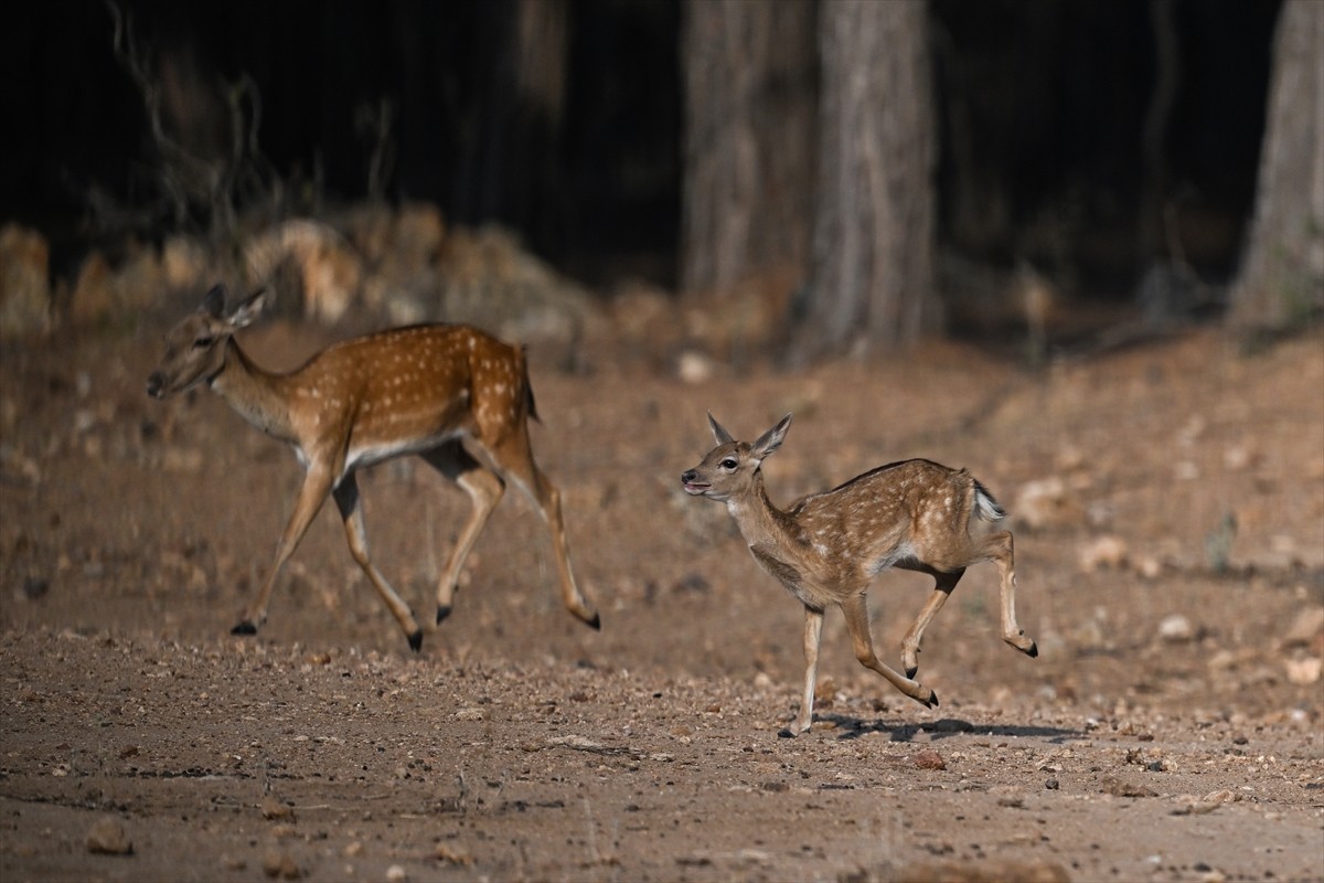 Doğa Koruma ve Milli Parklar Genel Müdürlüğü, alageyiklerin (dama dama) popülasyonunu artırmak...