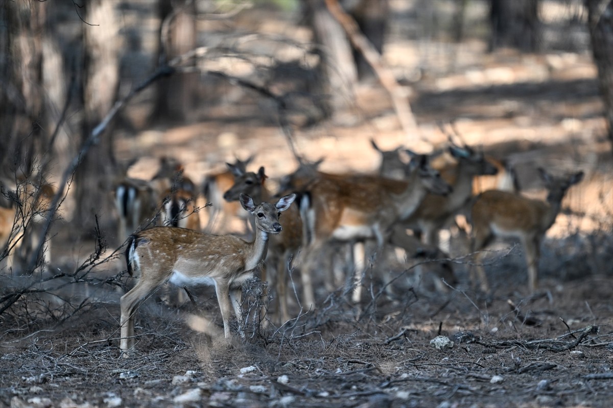 Doğa Koruma ve Milli Parklar Genel Müdürlüğü, alageyiklerin (dama dama) popülasyonunu artırmak...