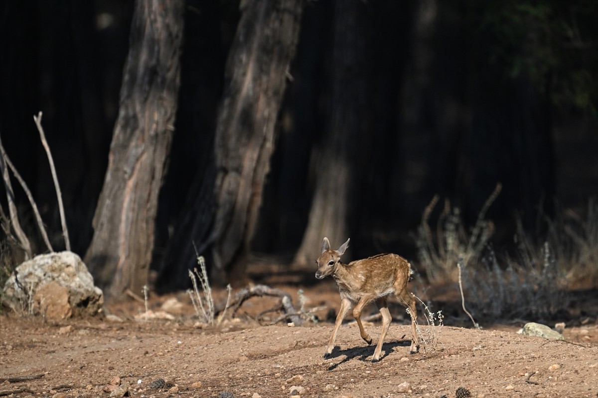 Doğa Koruma ve Milli Parklar Genel Müdürlüğü, alageyiklerin (dama dama) popülasyonunu artırmak...