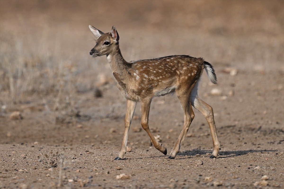 Doğa Koruma ve Milli Parklar Genel Müdürlüğü, alageyiklerin (dama dama) popülasyonunu artırmak...