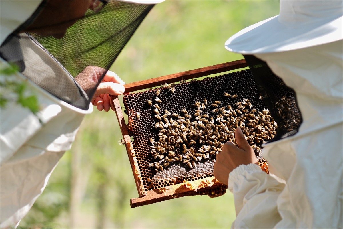Düzce Üniversitesi Arıcılık Araştırma Geliştirme ve Uygulama Merkezi (DAGEM) Müdürlüğün'den...