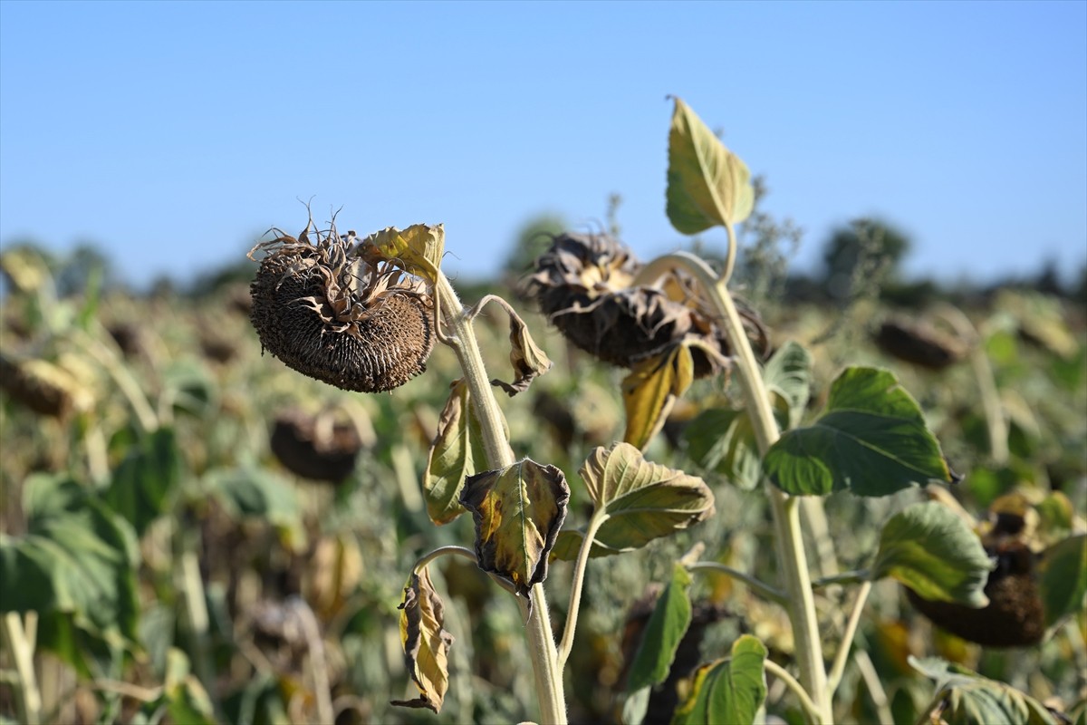 Edirne'de, Trakya Tohum AŞ tarafından geliştirilen 4 yerli hibrit ayçiçeği tohumundan biri olan...