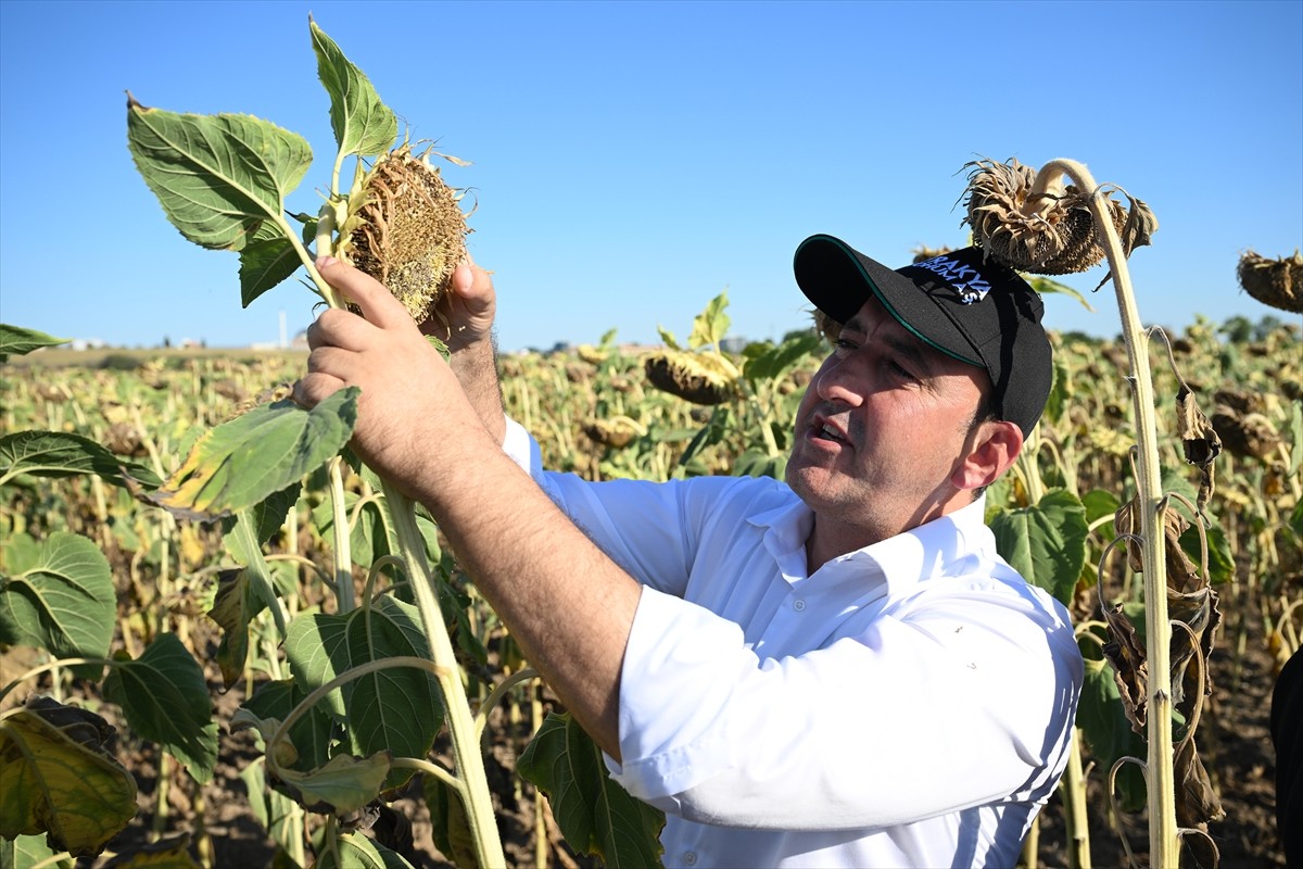 Edirne'de, Trakya Tohum AŞ tarafından geliştirilen 4 yerli hibrit ayçiçeği tohumundan biri olan...
