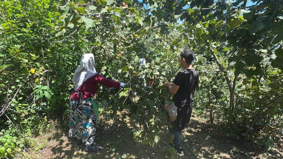 Giresun'da sahil kesimindeki fındık üreticileri, ürünü toplamaya başladı.