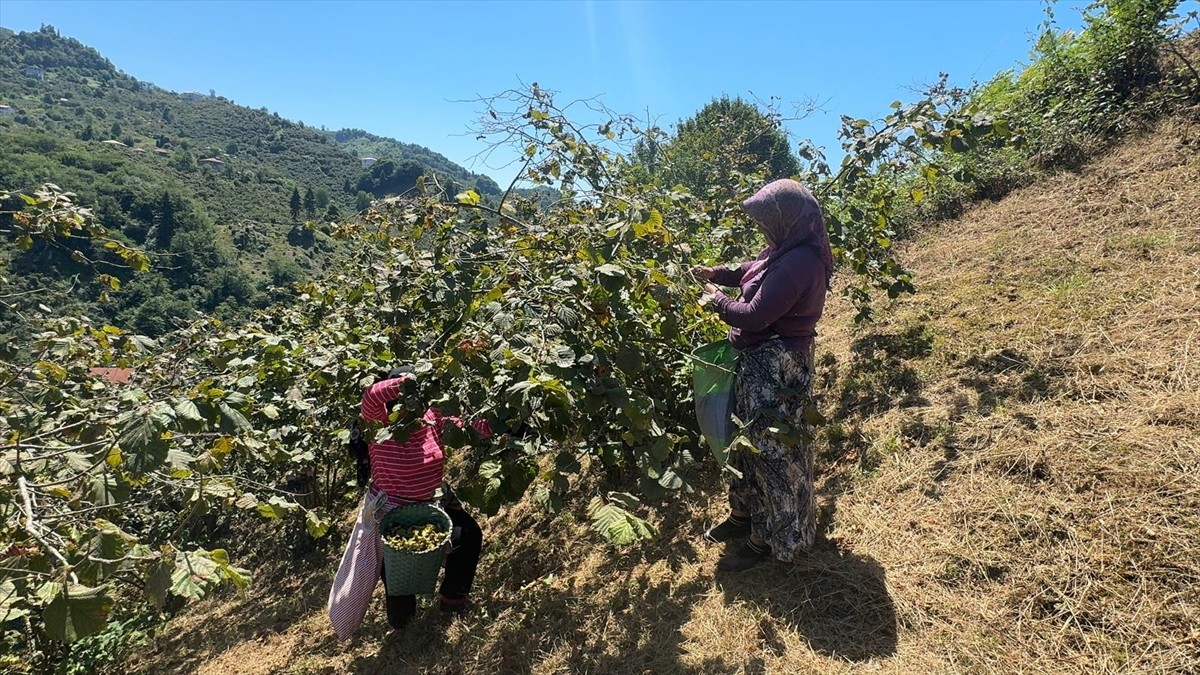Giresun'da sahil kesimindeki fındık üreticileri, ürünü toplamaya başladı.
