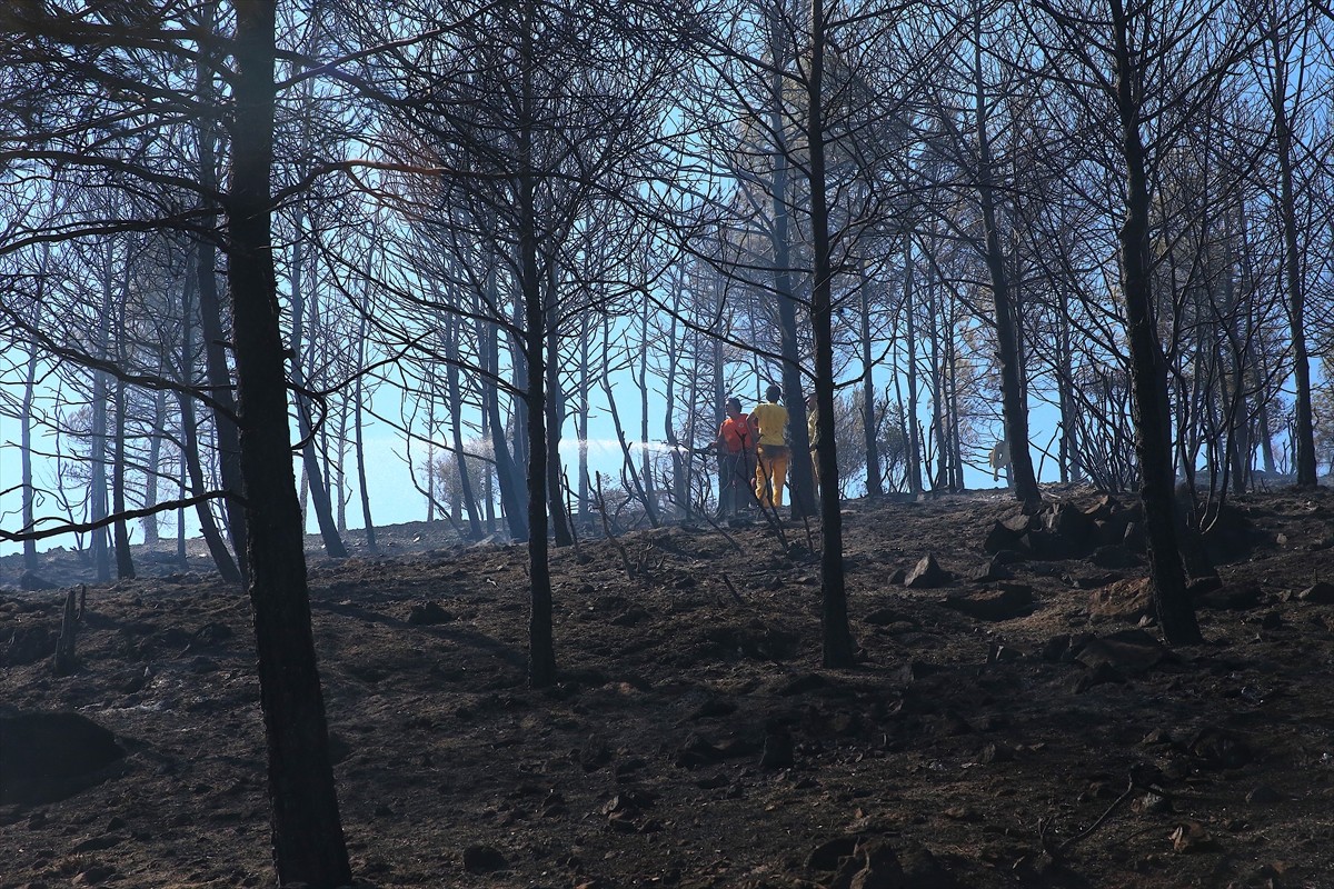 Hatay'ın merkez Antakya ilçesinde ormanlık alanda çıkan yangın kontrol altına alındı.
