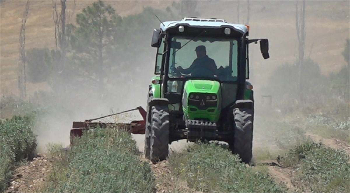 İlkbahar ve haziran döneminde yeterince yağış alamayan Burdur'da yetiştirilen Anadolu ada çayında...