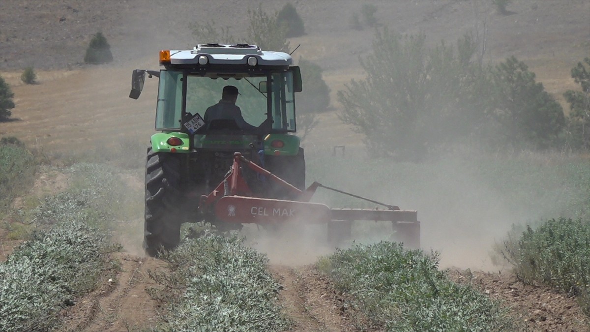 İlkbahar ve haziran döneminde yeterince yağış alamayan Burdur'da yetiştirilen Anadolu ada çayında...