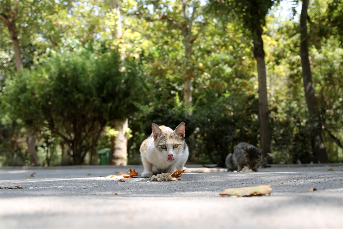 İran’ın başkenti Tahran’ın merkezinde yer alan kentin en eski ve en büyük parklarından Lale Parkı...