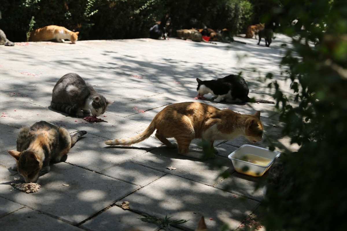 İran’ın başkenti Tahran’ın merkezinde yer alan kentin en eski ve en büyük parklarından Lale Parkı...