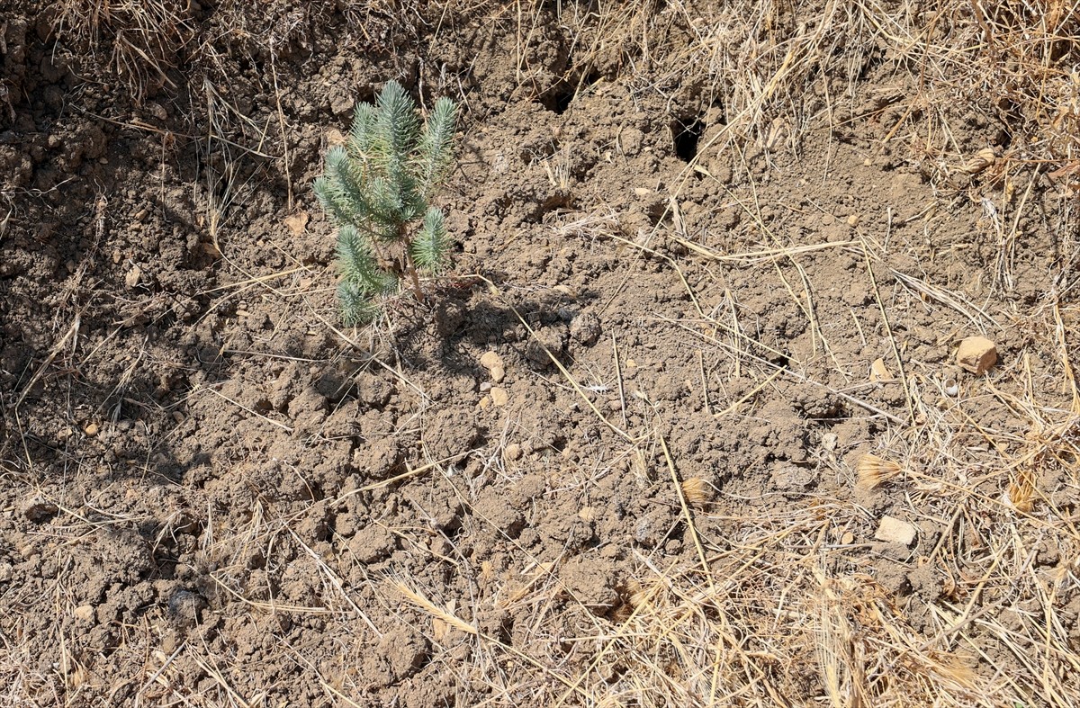 İzmir'de kuraklığın etkilerini azaltmak amacıyla araziye açılan hilal ve baklava şeklindeki...