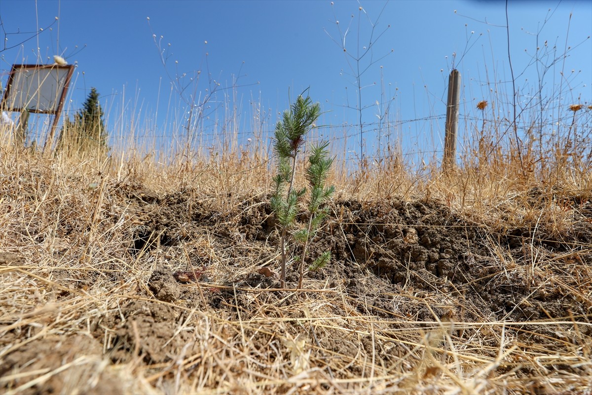 İzmir'de kuraklığın etkilerini azaltmak amacıyla araziye açılan hilal ve baklava şeklindeki...