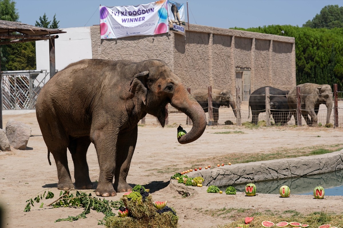 İzmir Doğal Yaşam Parkı sakinlerinden fil "Winner" için 22'nci yaş günü kutlaması yapıldı....