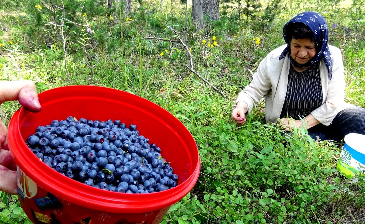 Kars'ın Sarıkamış ilçesinde vatandaşlar, kışlık reçel yapmak için 2 bin 500 rakımda, sarıçam...