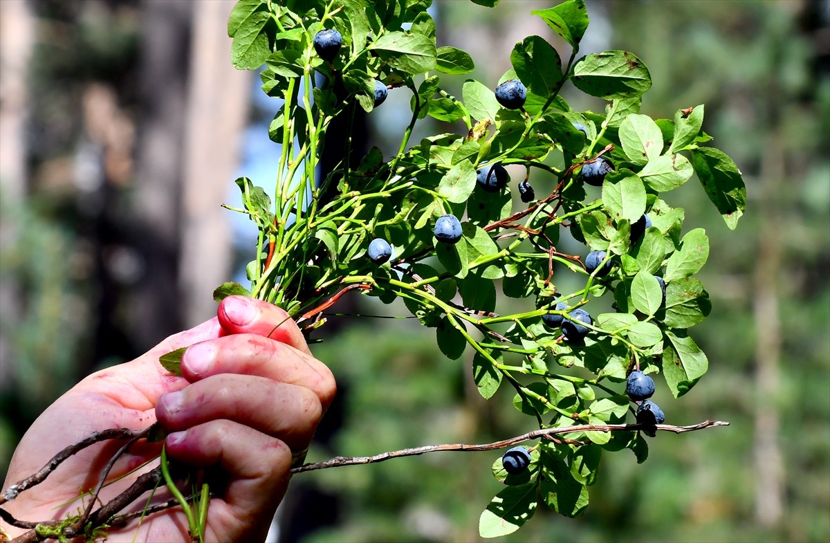 Kars'ın Sarıkamış ilçesinde vatandaşlar, kışlık reçel yapmak için 2 bin 500 rakımda, sarıçam...