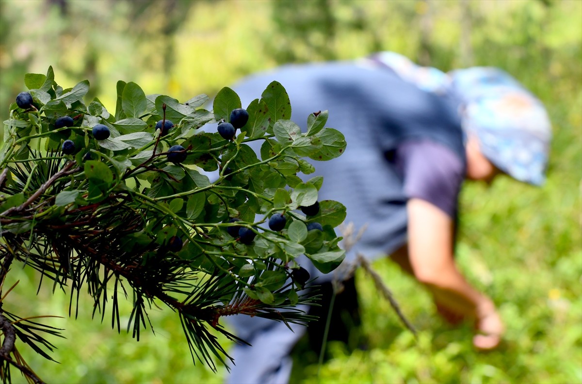 Kars'ın Sarıkamış ilçesinde vatandaşlar, kışlık reçel yapmak için 2 bin 500 rakımda, sarıçam...