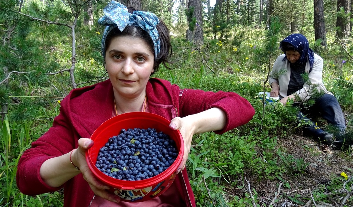 Kars'ın Sarıkamış ilçesinde vatandaşlar, kışlık reçel yapmak için 2 bin 500 rakımda, sarıçam...