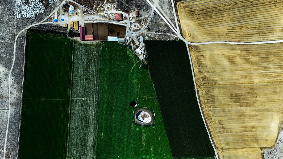 Konya'nın Karapınar ilçesine bağlı Seyit Hacı Yaylası yakınında bulunan pancar tarlasında, akşam...