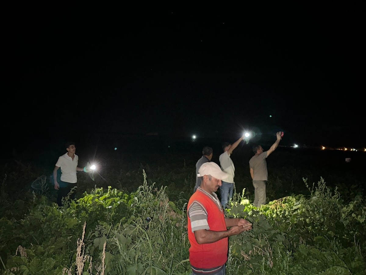 Konya'nın Karapınar ilçesine bağlı Seyit Hacı Yaylası yakınında bulunan pancar tarlasında, akşam...