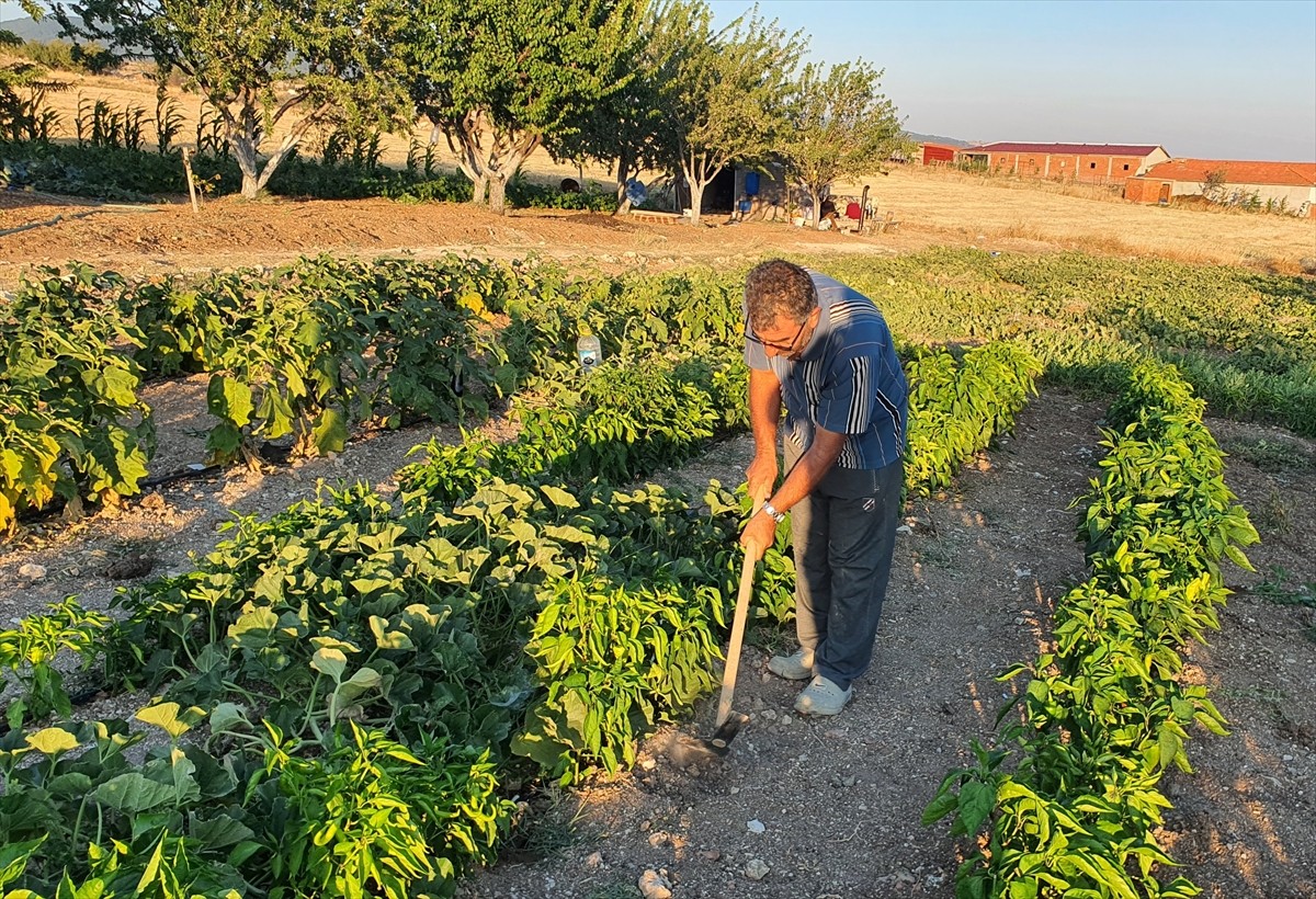 Manisa'nın Demirci ilçesinde, 83 santimetre uzunluğunda acur yetiştirildi. Recep Artuç'un...