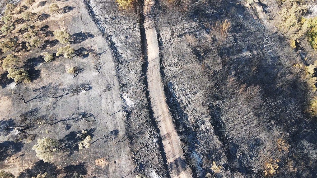 Muğla'nın Milas ilçesinde çıkan orman yangını kısmen kontrol altına alındı. Yangında yaklaşık 60...