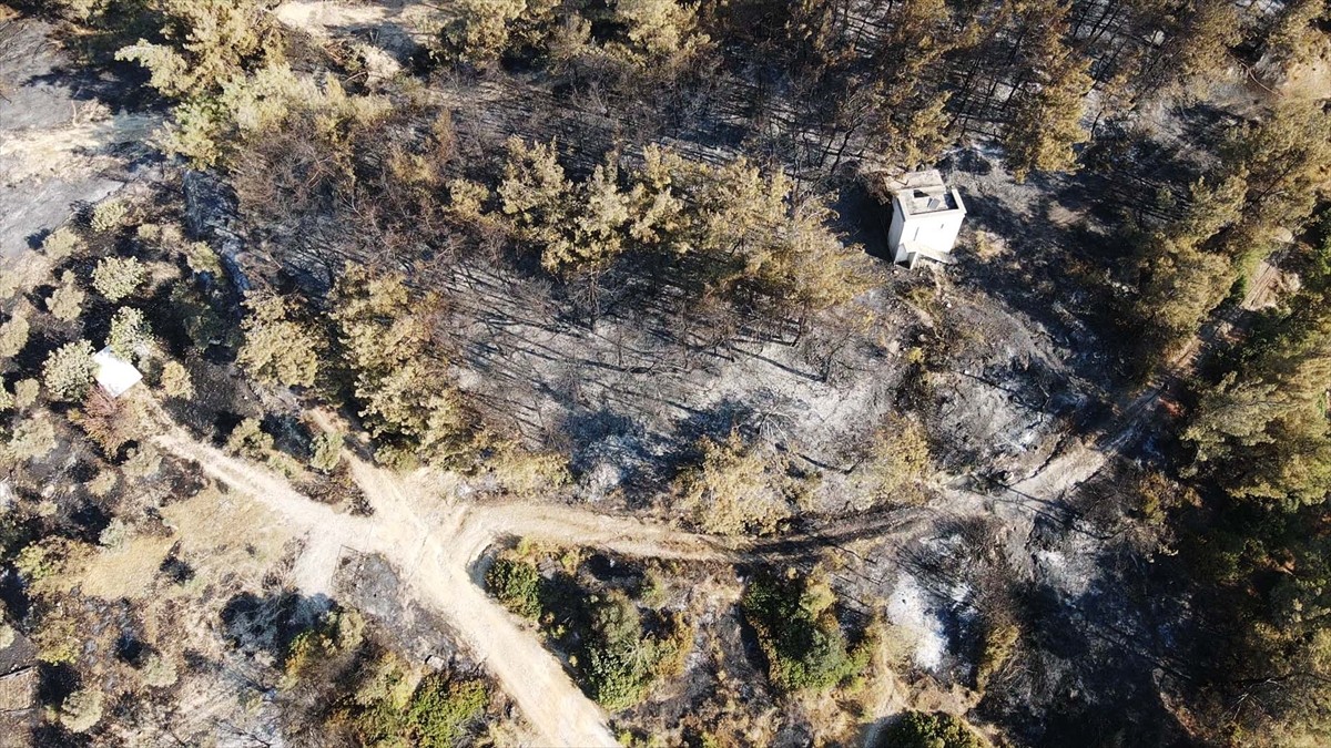 Muğla'nın Milas ilçesinde çıkan orman yangını kısmen kontrol altına alındı. Yangında yaklaşık 60...