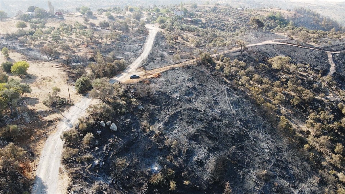 Muğla'nın Milas ilçesinde çıkan orman yangını kısmen kontrol altına alındı. Yangında yaklaşık 60...
