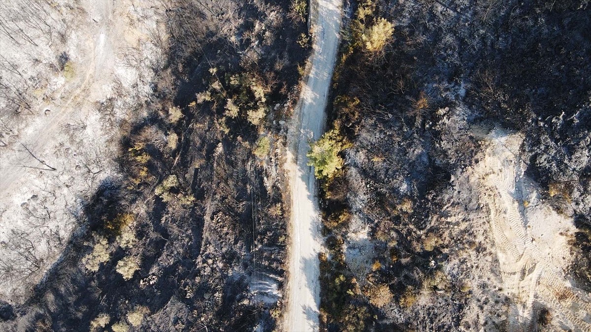 Muğla'nın Milas ilçesinde çıkan orman yangını kısmen kontrol altına alındı. Yangında yaklaşık 60...