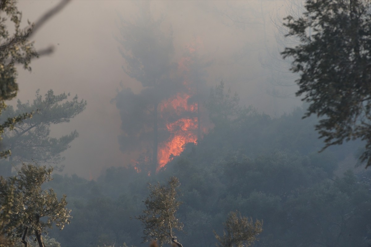Muğla'nın Milas ilçesinde çıkan orman yangınına havadan ve karadan müdahale ediliyor.  
