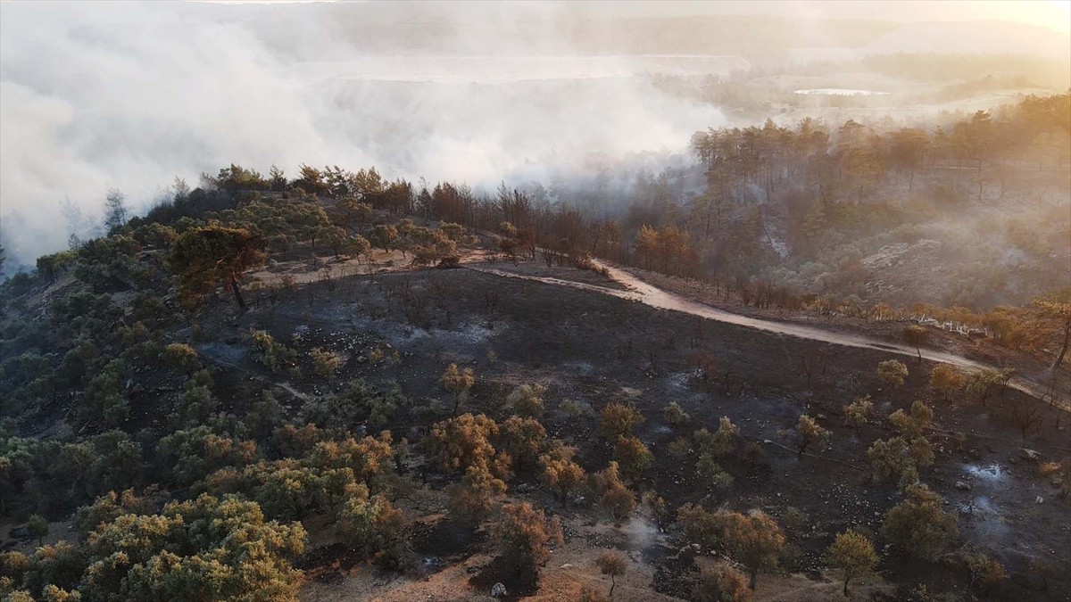 Muğla'nın Milas ilçesinde çıkan orman yangınına havadan ve karadan müdahale ediliyor.