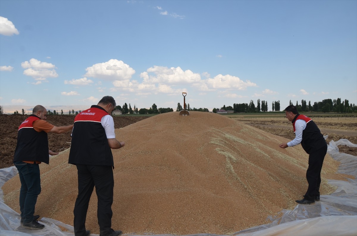 Muş'ta çiftçiler, hasadı tamamlanan buğday ve arpada yüksek rekolte elde etmenin sevincini...