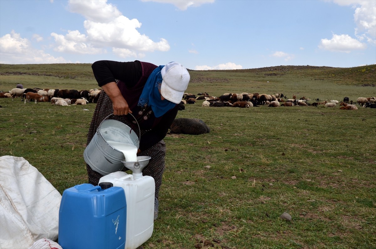 Muş'un Varto ilçesinde berivanlar (süt sağan kadın), sıcak havaya rağmen her gün atlarla yaklaşık...
