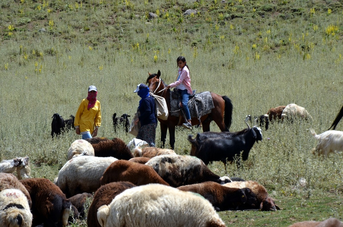 Muş'un Varto ilçesinde berivanlar (süt sağan kadın), sıcak havaya rağmen her gün atlarla yaklaşık...