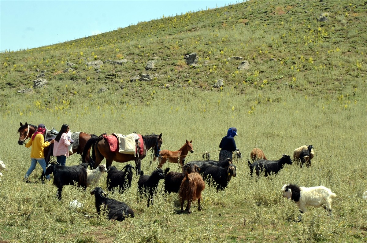 Muş'un Varto ilçesinde berivanlar (süt sağan kadın), sıcak havaya rağmen her gün atlarla yaklaşık...
