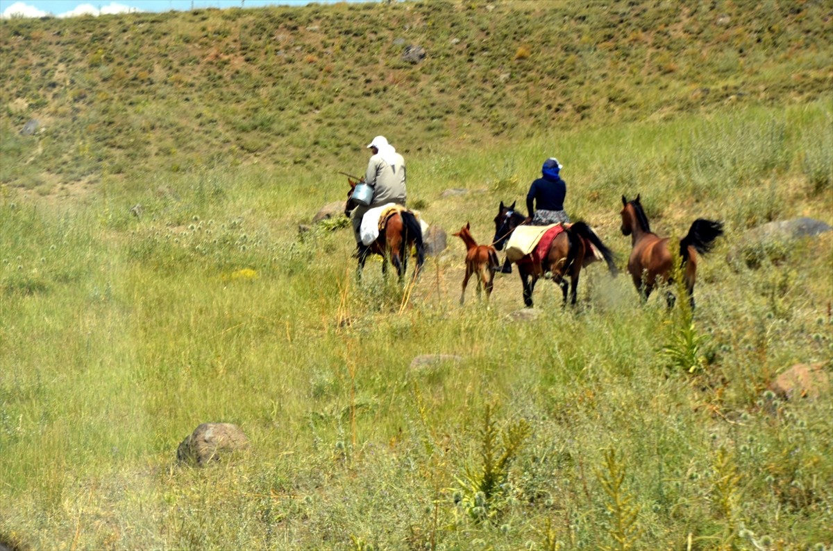 Muş'un Varto ilçesinde berivanlar (süt sağan kadın), sıcak havaya rağmen her gün atlarla yaklaşık...