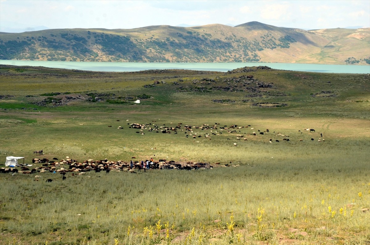 Muş'un Varto ilçesinde berivanlar (süt sağan kadın), sıcak havaya rağmen her gün atlarla yaklaşık...