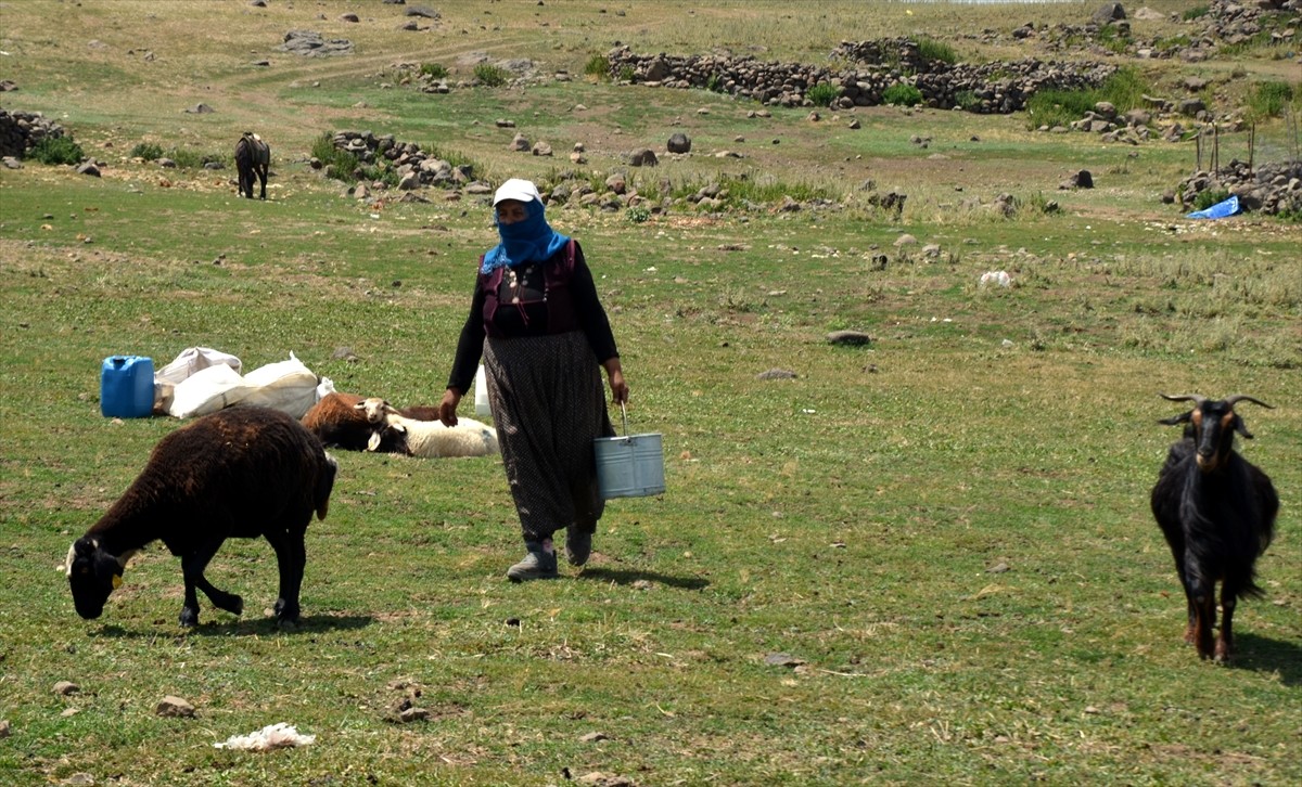 Muş'un Varto ilçesinde berivanlar (süt sağan kadın), sıcak havaya rağmen her gün atlarla yaklaşık...