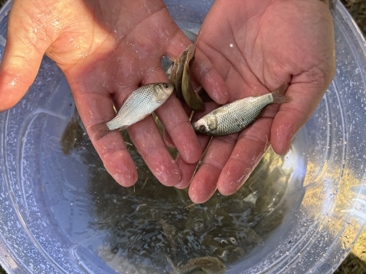 Samsun Tarım ve Orman Müdürlüğü, İç Su Kaynaklarının Balıklandırılması Projesi kapsamında göl ve...