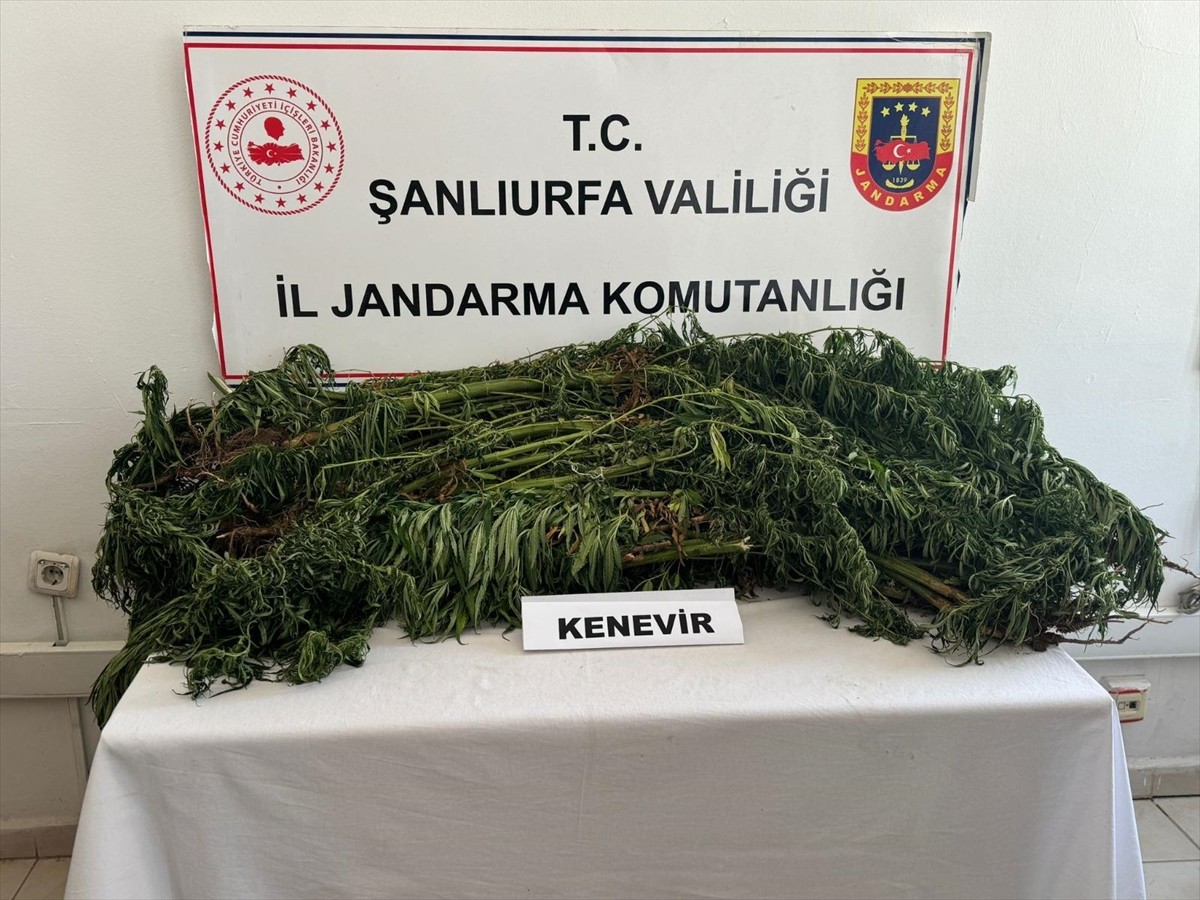 Şanlıurfa'nın Halfeti ve Suruç ilçelerinde düzenlenen uyuşturucu operasyonlarında 431 kök Hint...