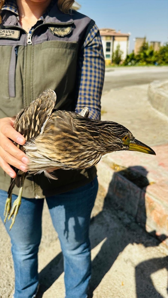 Şırnak'ın Silopi ilçesinde yaralı bulunan gece balıkçılı kuşu, Şırnak Yaban Hayvanları Tedavi ve...