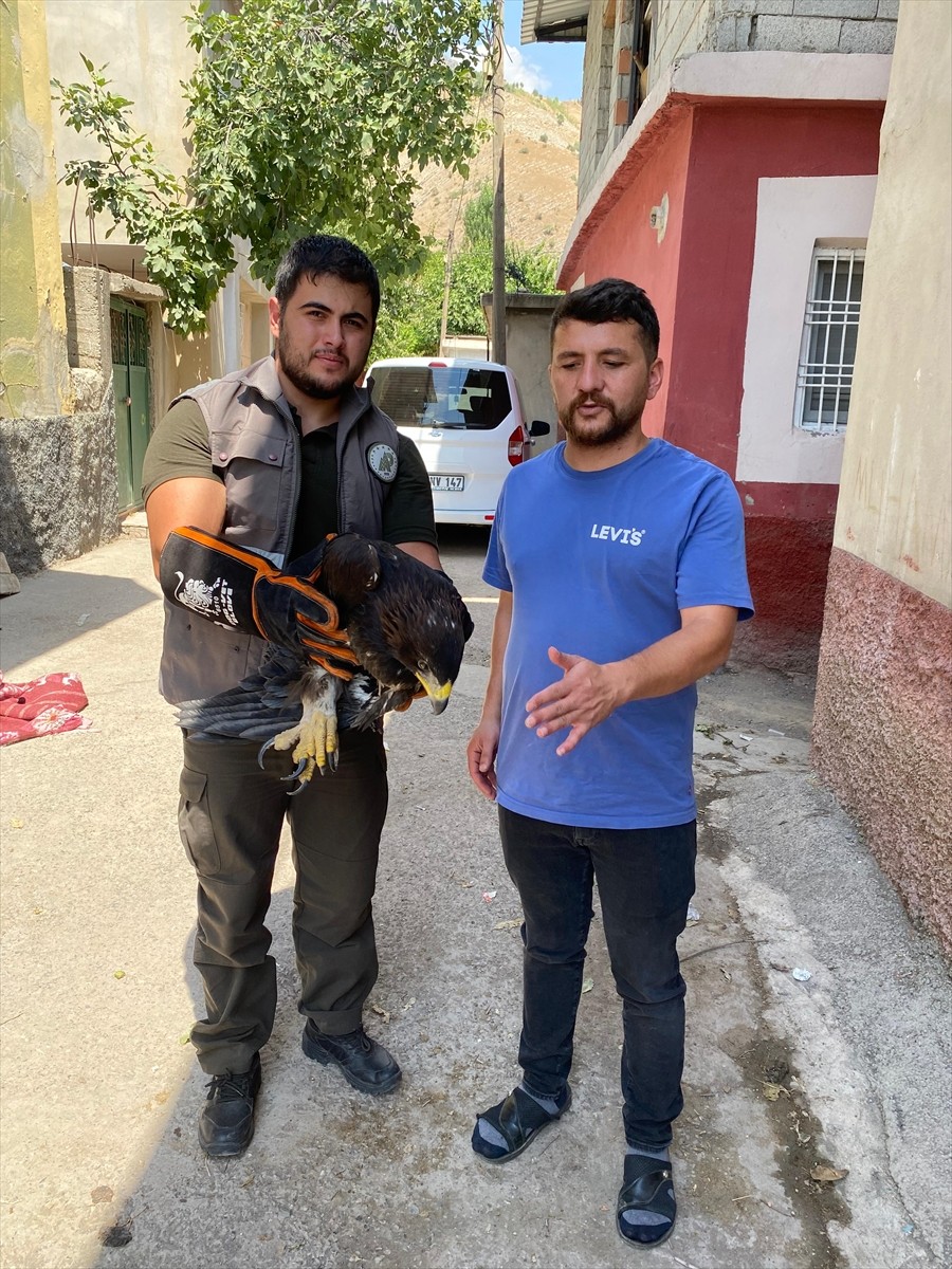 Şırnak'ın Uludere ilçesinde bitkin halde bulunan kaya kartalı, tedavisinin ardından doğaya...