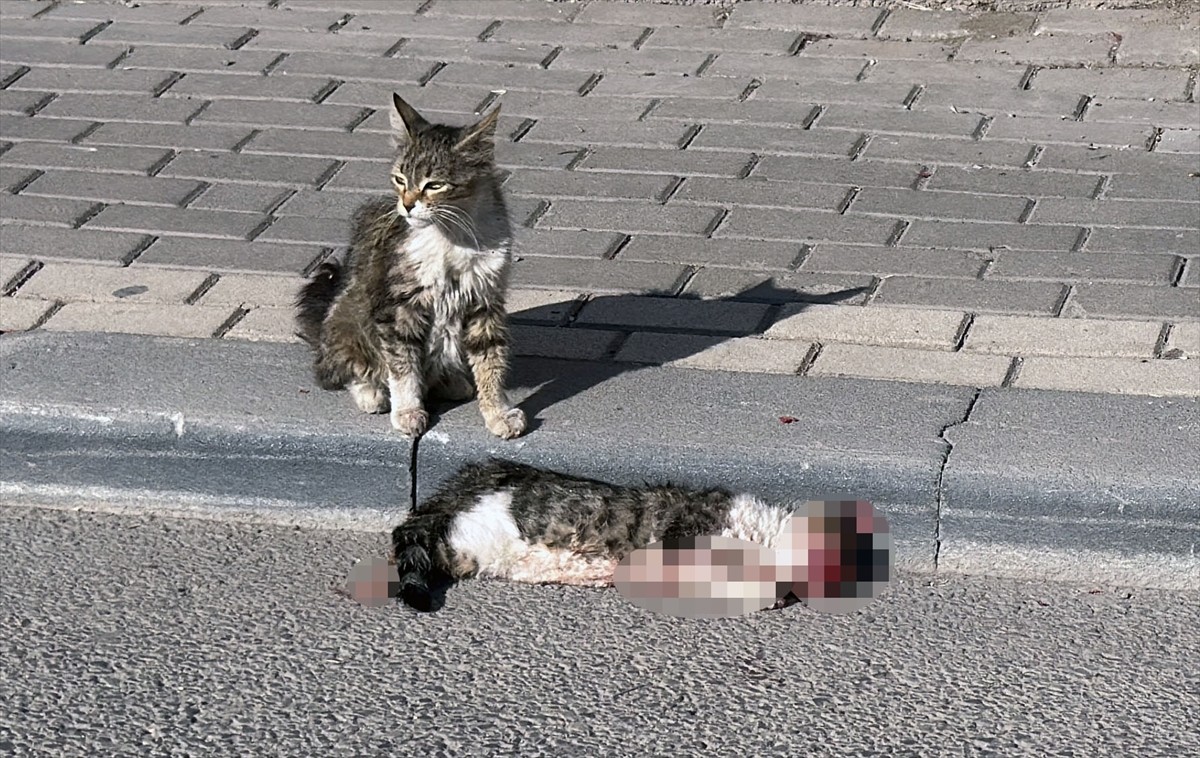 Sivas'ta sahipsiz kedi yavrusunun, araç çarparak telef olan bir kedinin başından ayrılmaması...