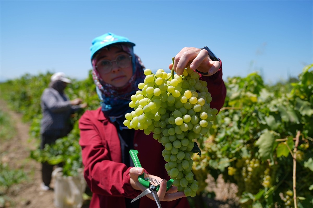 Tarım ve Orman Bakanı İbrahim Yumaklı, Manisa'nın Saruhanlı ilçesine bağlı Hacırahmanlı...